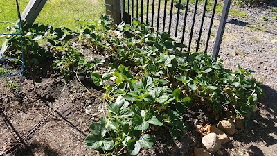 Orchard Manor Community Garden