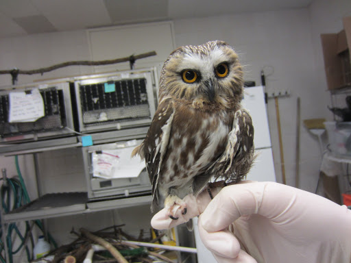 Wildlife Medical Clinic at Illinois