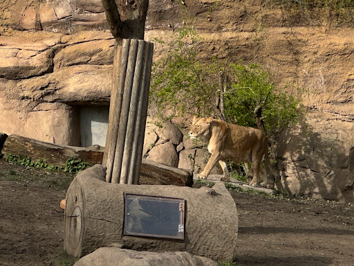 Lion - Visual