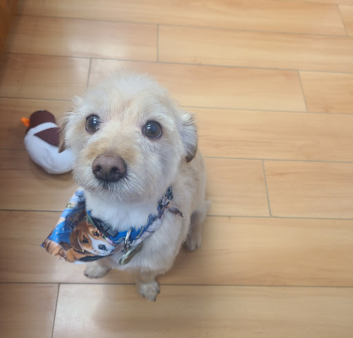 Lazy Dog Pet Salon & Daycare - Thumbnail