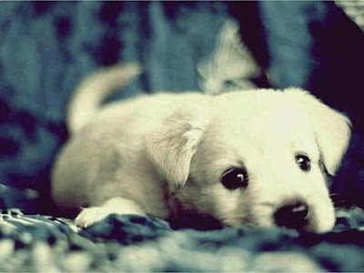 Photos of Достық
