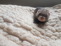 Élevage de furets les petits amis à Sablonnières