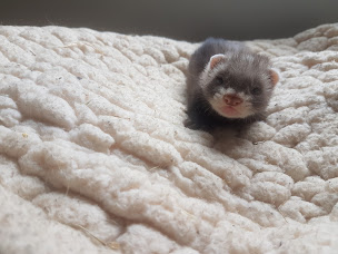 Photo n°1 de Élevage de furets les petits amis à Sablonnières (Éleveur)