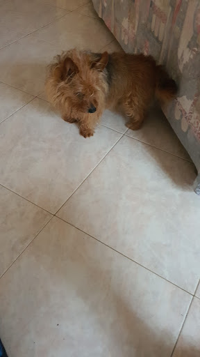 Clinica Veterinaria Oristano Est Gallery - Italy