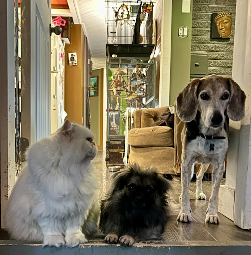 Wild at Heart Raw Pet Food Delivery Gallery - Canada