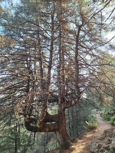 SIERRA DE LAS NIEVES - Thumbnail