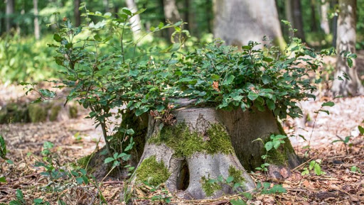 FriedWald Lich - Visual
