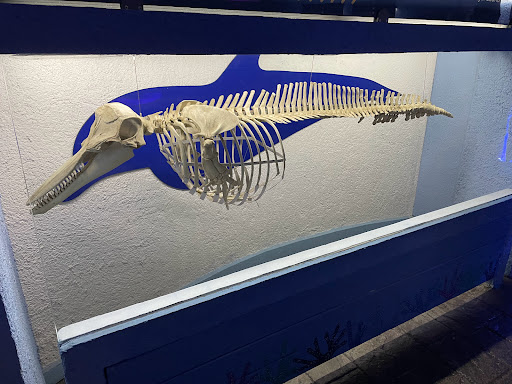 Interactive Aquarium Cancún - Thumbnail