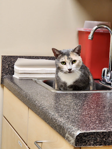 Scotts Creek Animal Hospital - Thumbnail