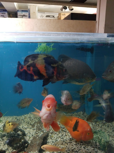 Aquarium City - Thumbnail