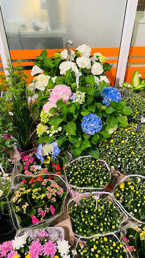 Blumen Forum - Thumbnail