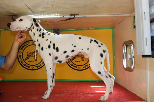 DOG GROOMING HM