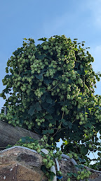Photo n°15 de brasserie de l'Ouche à Joué-sur-Erdre (Microbrasserie)