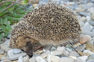 Photo n°17 de Vuillemin Mireille, d'un monde à l'autre. à Charquemont (Chambre d'hôtes)