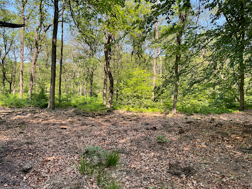 Nice forest - Visual
