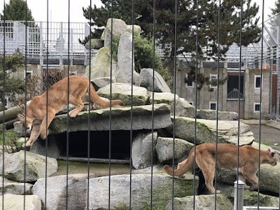 Cougar Mountain Zoo