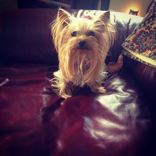 Peacefully at Home Vet Services - Thumbnail