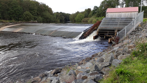 Philiphaugh Salmon Viewing Centre & Golden Eagle Eyrie Logo