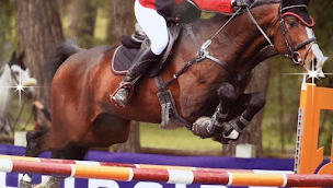 Photo n°1 de ÉCURIES DE LA VILLE AU BOIS à Saint-Hilliers (Écurie)