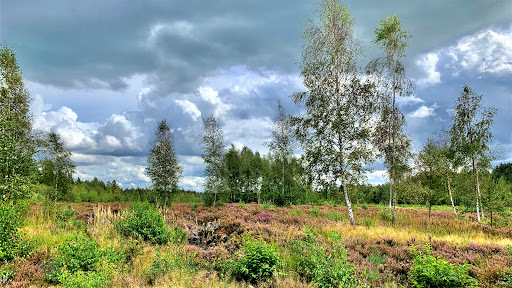 Heidefläche Hildburghäuser Stadtwald - Visual