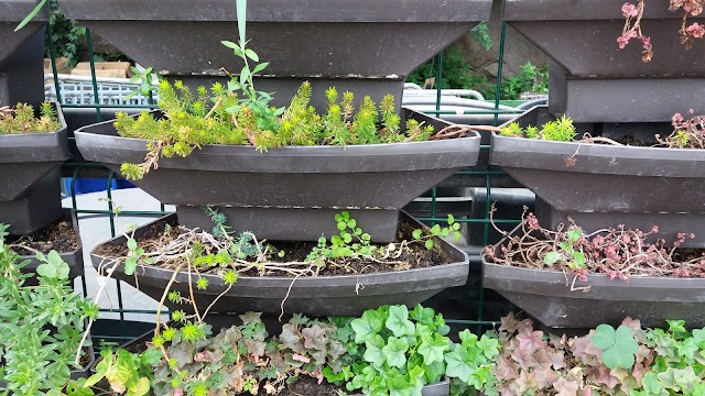 Cerro San Cristóbal (Parque Metropolitano de Santiago)