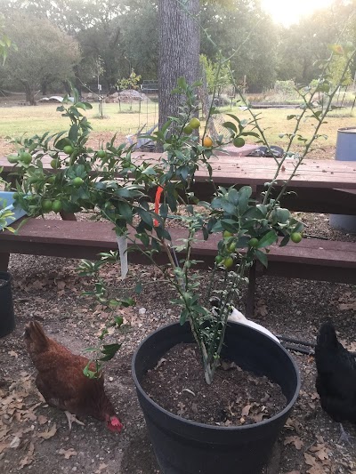 Lemon Citrus Tree