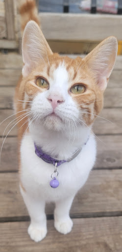 Byron Pet Clinic - Thumbnail