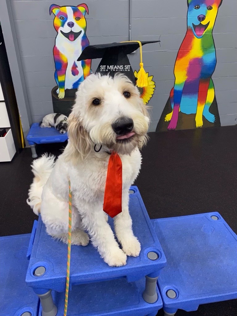 Sit Means Sit Dog Training Tampa photo 21