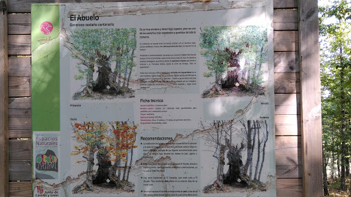 El Abuelo (castaño antiguo) - Thumbnail
