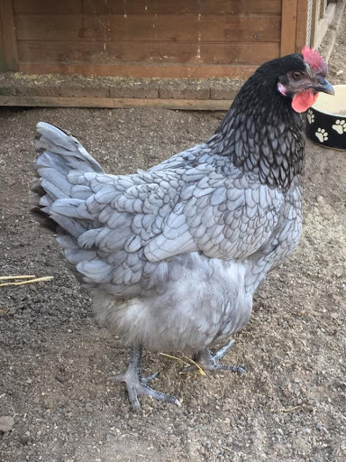Durham Hens Limited - Thumbnail