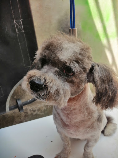 VETERINARIA RENGER