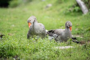 Photo n°15 de Bergerie des Chalots à Girmont-Val-d'Ajol (Éleveur)