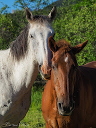 Photo n°25 de Le Verdon à Cheval à Villars-Colmars (Centre équestre)