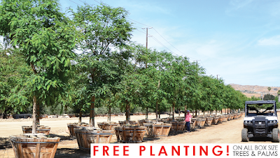 Moon Valley Nurseries Water-wise Trees 200 Acres Desert Farm (Open By Appointment Only)