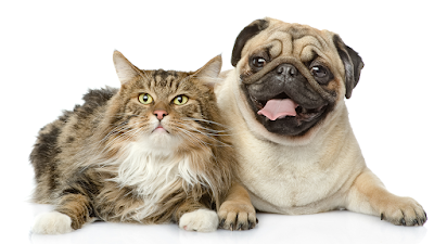 Photos of Animal Medical & Emergency Hospital