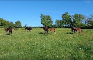 Photo n°4 de Sebastien Berger Haras de Villorbaine à Mornay (Éleveur de chevaux)