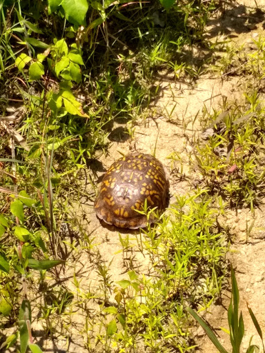 Big Woods Wildlife Management Area - Thumbnail