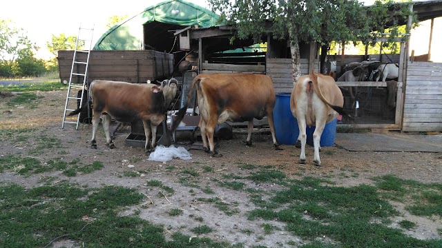 Farma a sýrařství Létající koza