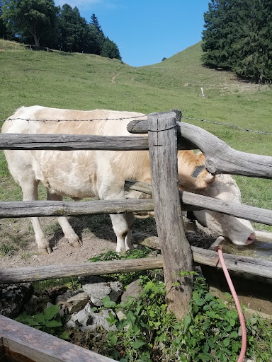 Baumgartner Alm - Visual