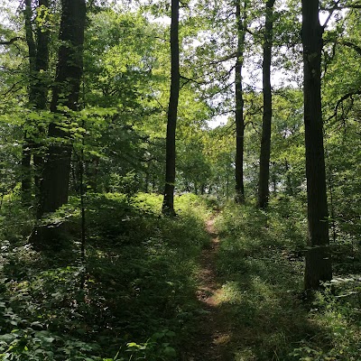 Matronentempel Eifel