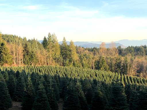 THREE TREE FARMS - Thumbnail