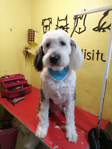 Clínica Veterinaria ReinoAnimal “Uichu Ka Misitu”