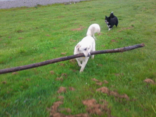 The Dog Walker - Thumbnail