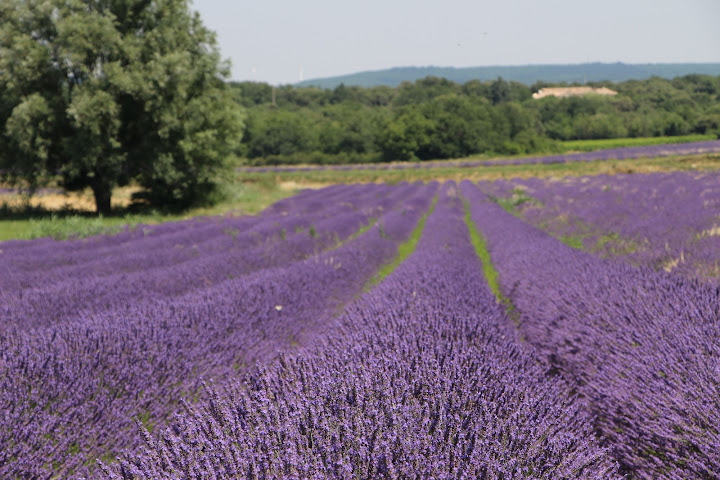 La Ferme Chapouton by null