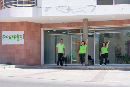 Dogspital Veterinario a Domicilio en Aguascalientes