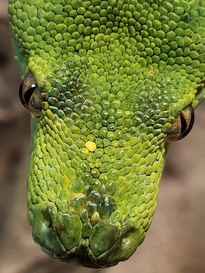 The Reptarium - Michigan