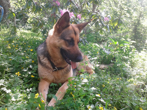 Hunde-Reha Vital - Mobile Hundephysiotherapie - Thumbnail