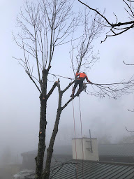 Photo n°5 de Pays'Arbres à Saint-Baldoph (Paysagiste)