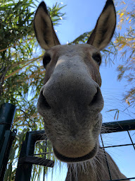 Photo n°4 de Camping-car à la ferme à Saint-Nazaire (Terrain pour camping-cars)