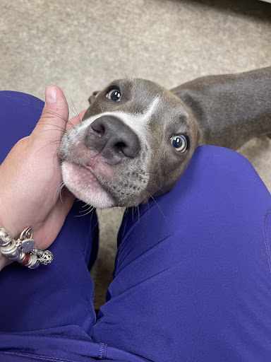 Byron Pet Clinic - Thumbnail
